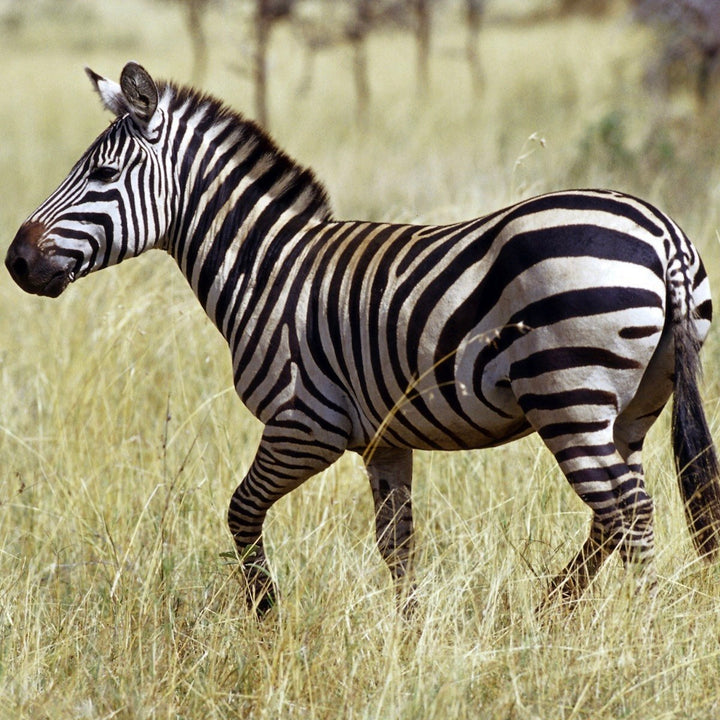 Zebra Key Fob