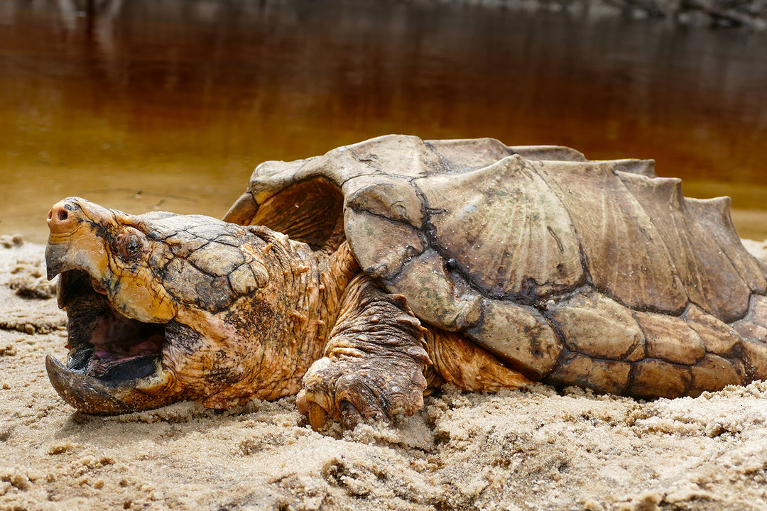 Giant Snapping Turtle Minimalist Wallet