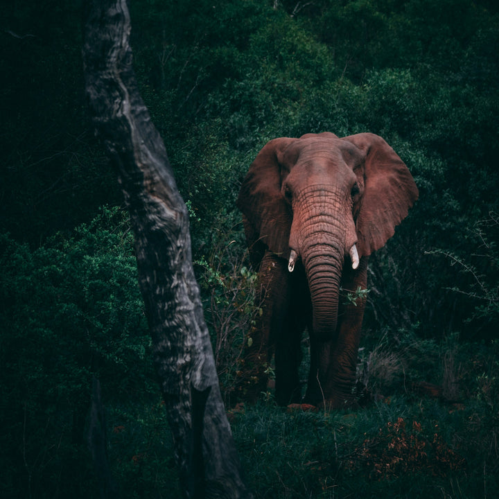 The Red Ghost Key Fob