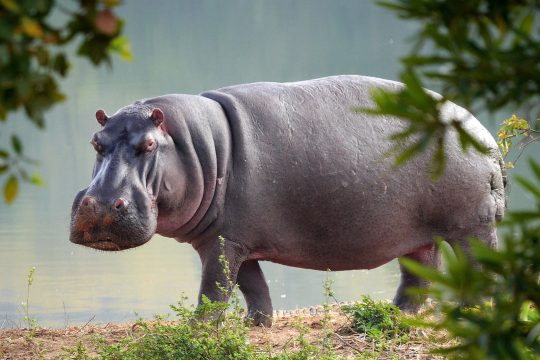 Murder Hippo flip flops