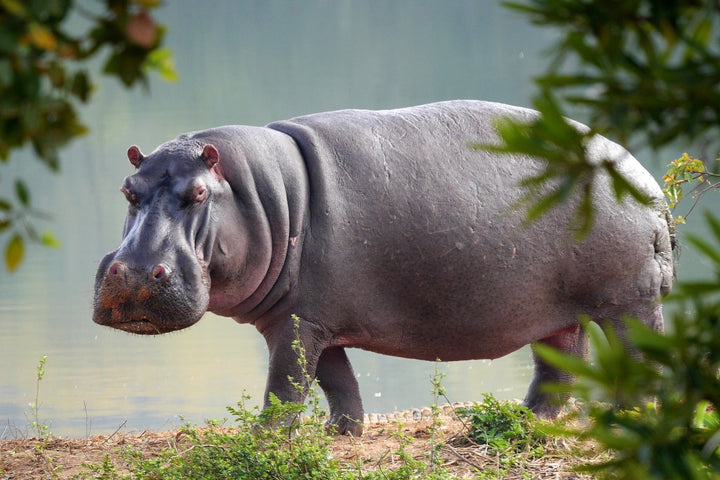Murder Hippo flip flops