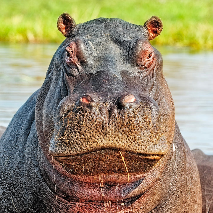 Murder Hippo flip flops